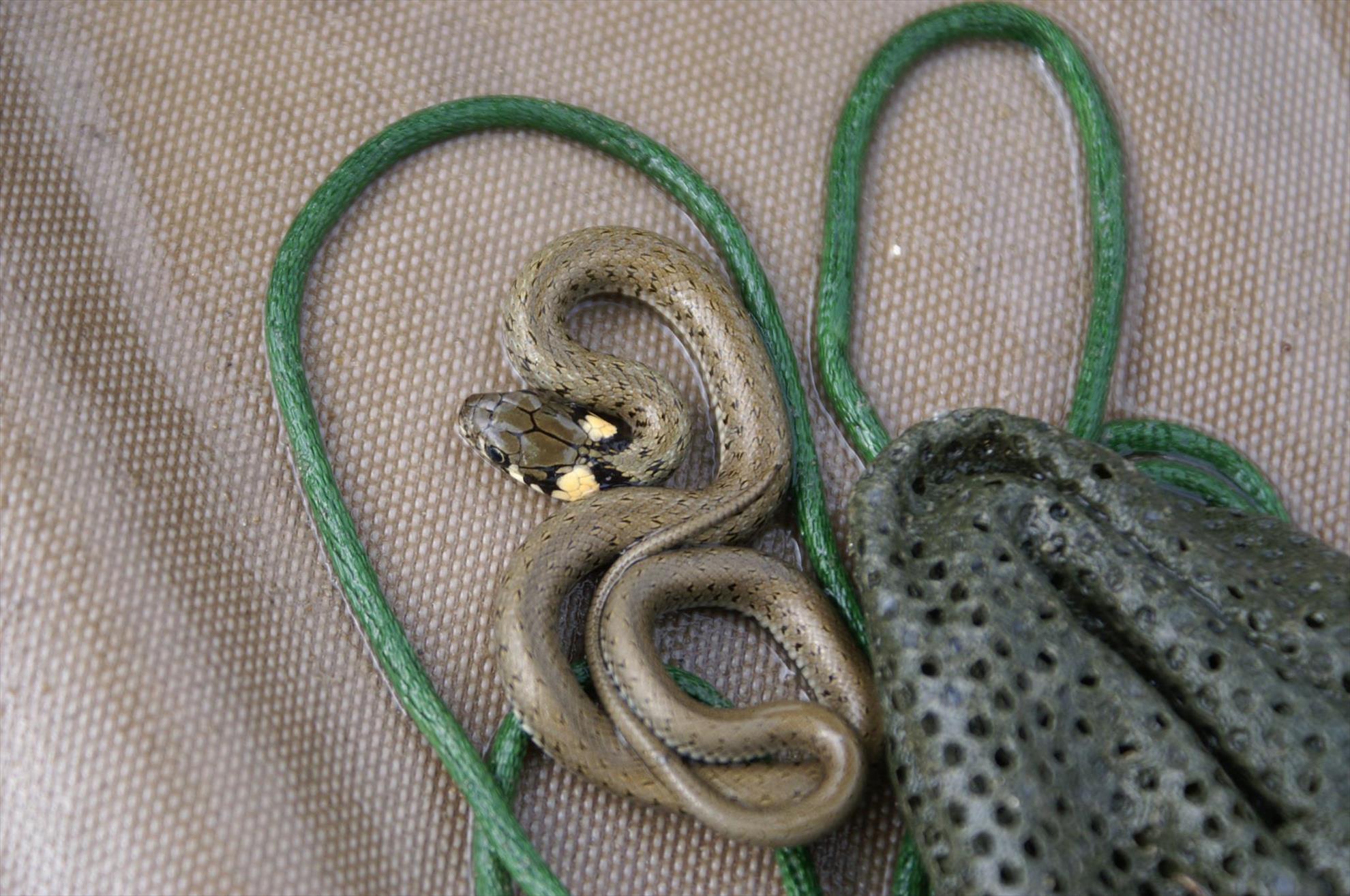 pescuitul+natura - 8207774182818015881451089121463o.jpg